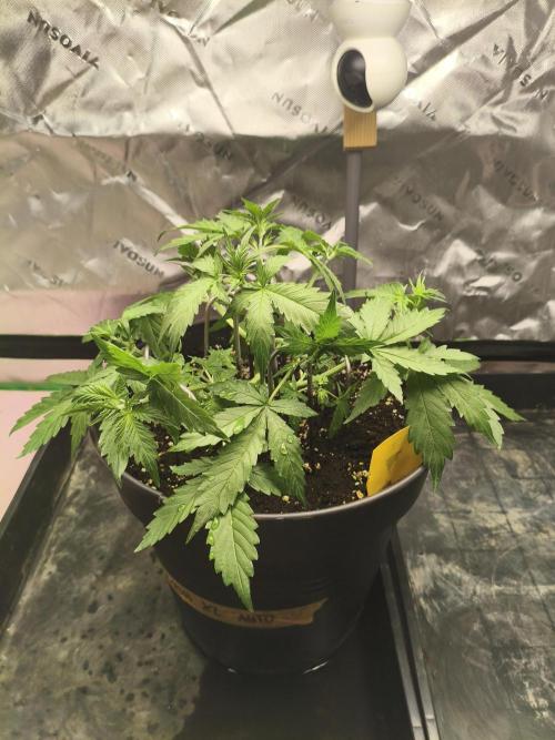 PineappleSlushAuto. Week 3 - 31.07.