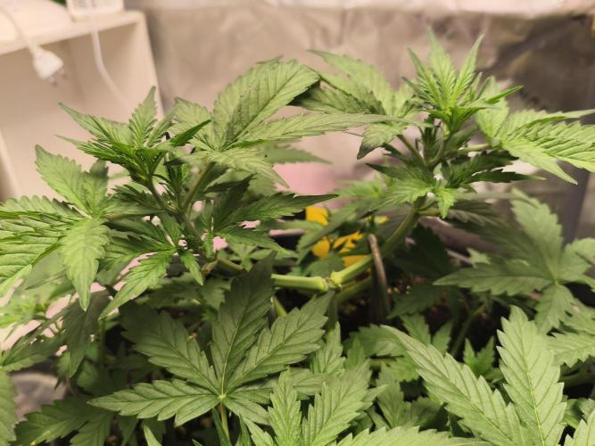 PineappleSlushAuto. Week 4