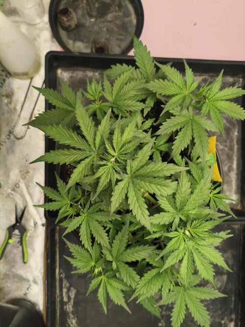 PineappleSlushAuto. Week 4
