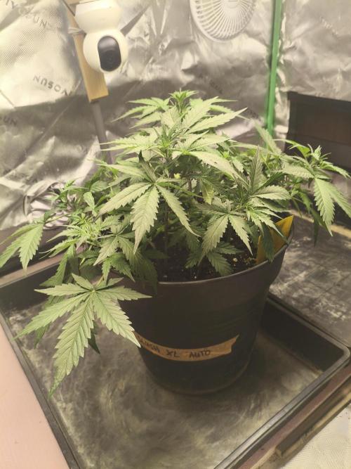 PineappleSlushAuto. Week 4