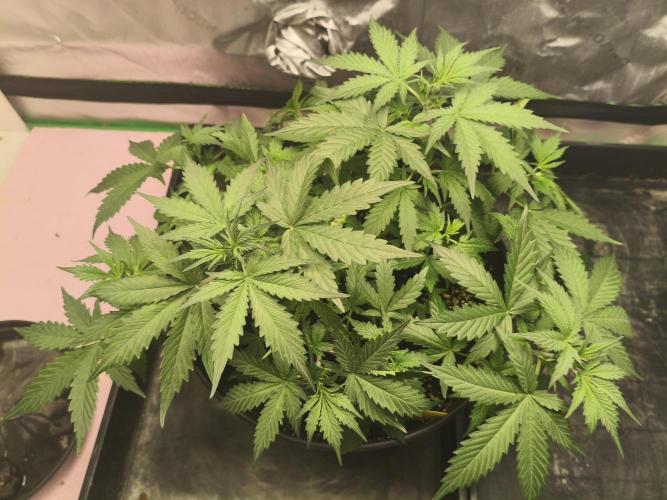 PineappleSlushAuto. Week 4