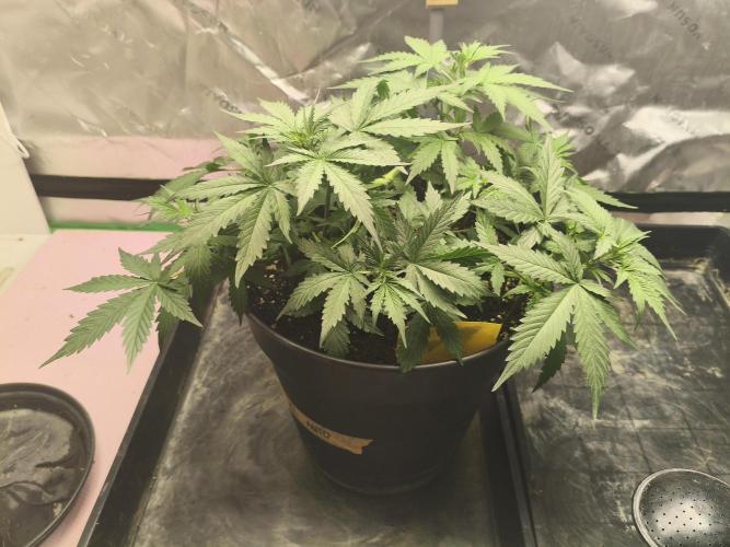 PineappleSlushAuto. Week 4 - 06.08.