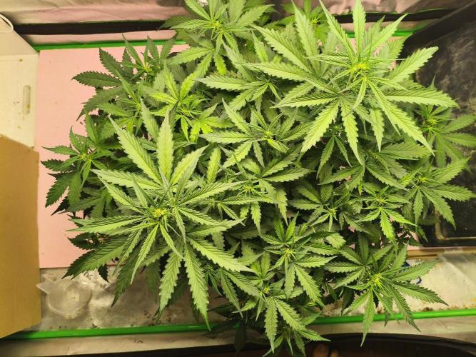 PineappleSlushAuto. Week 5