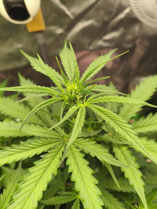 PineappleSlushAuto. Week 5