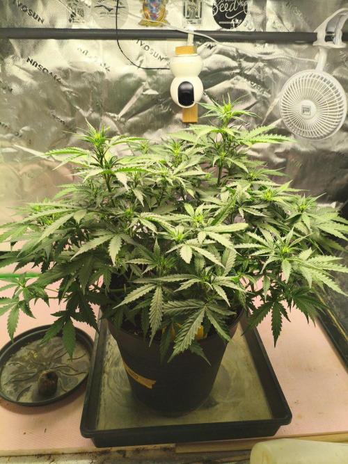 PineappleSlushAuto. Week 5 - 15.08.