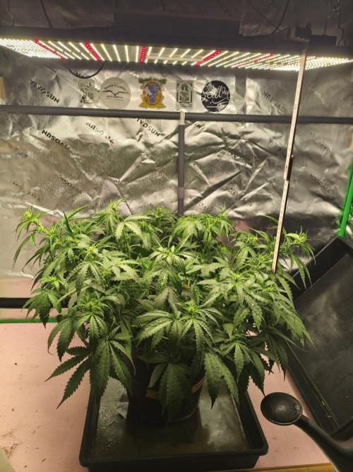PineappleSlushAuto. Week 5 - 16.08.