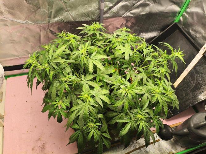 PineappleSlushAuto. Week 5