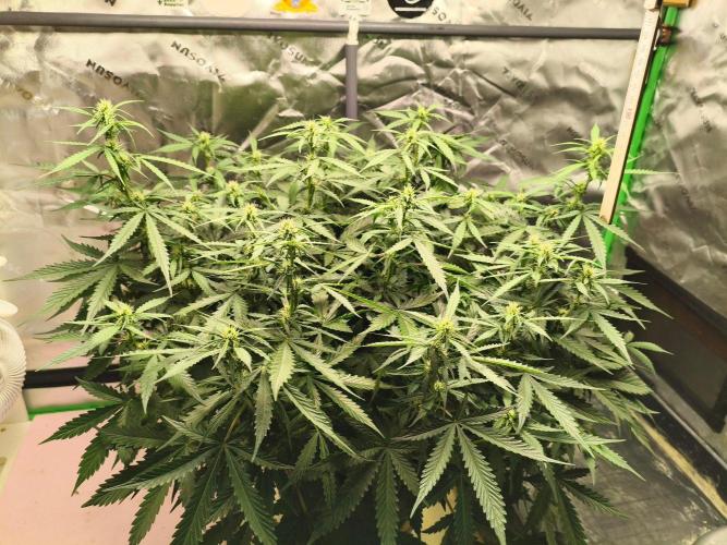 PineappleSlushAuto. Week 6
