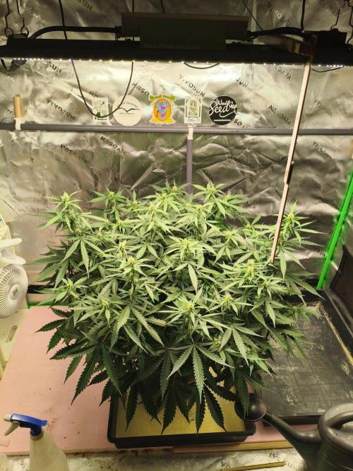 Pineapple Slush XL Auto. Week 6