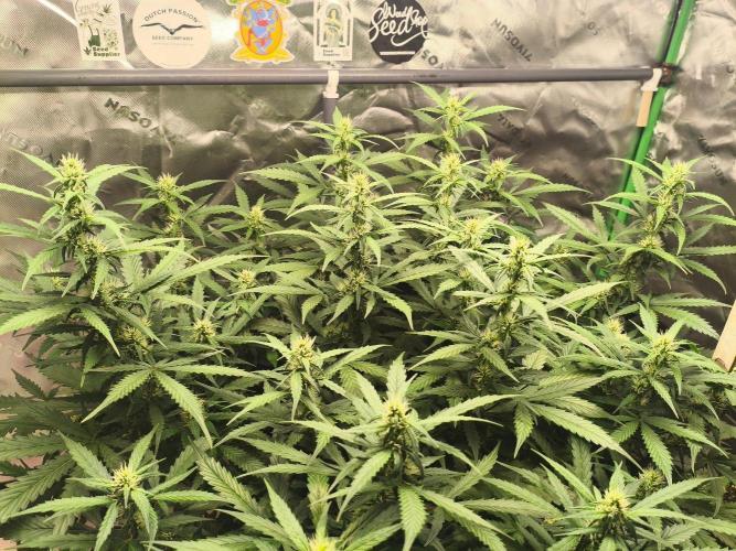 PineappleSlushAuto. Week 6