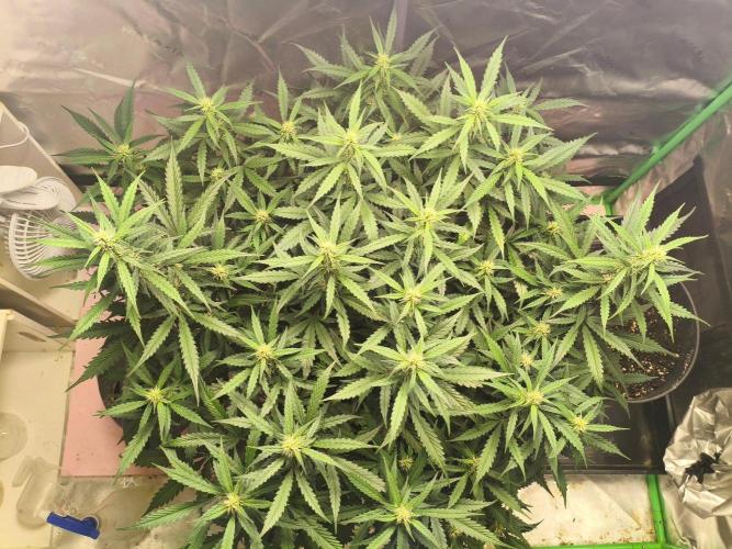 PineappleSlushAuto. Week 6