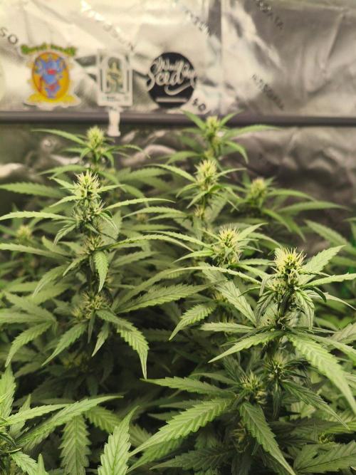Pineapple Slush XL Auto. Week 6