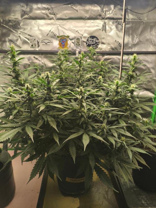 PineappleSlushAuto. Week 6 - 26.08.