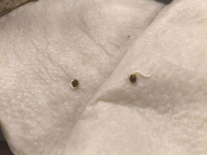 StrawberryCoughAuto. Week 0