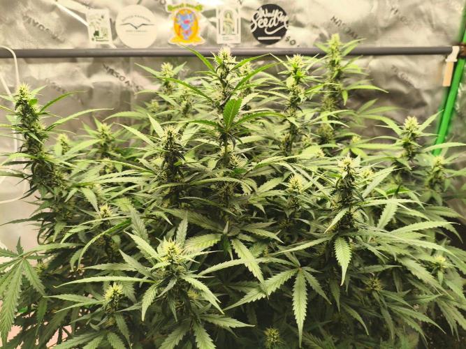 PineappleSlushAuto. Week 7
