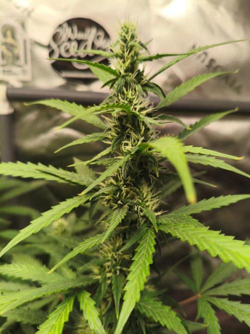 PineappleSlushAuto. Week 7