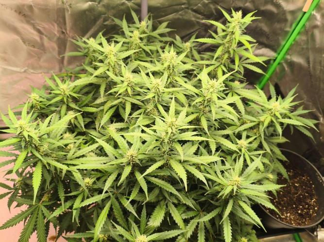 PineappleSlushAuto. Week 7