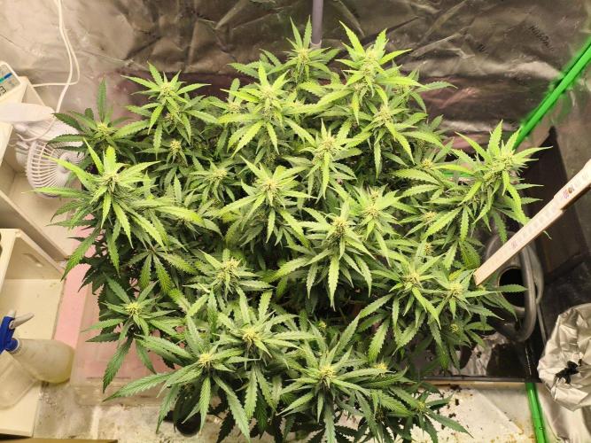 PineappleSlushAuto. Week 7 - after Deflation 31.08.