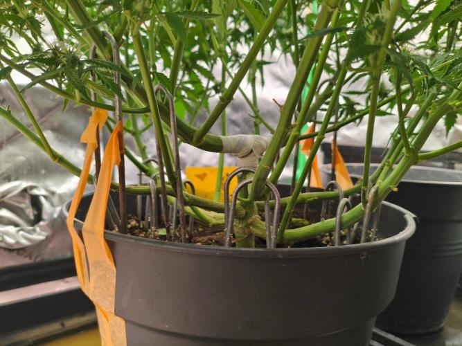 PineappleSlushAuto. Week 7 - more or less lollypopped^^