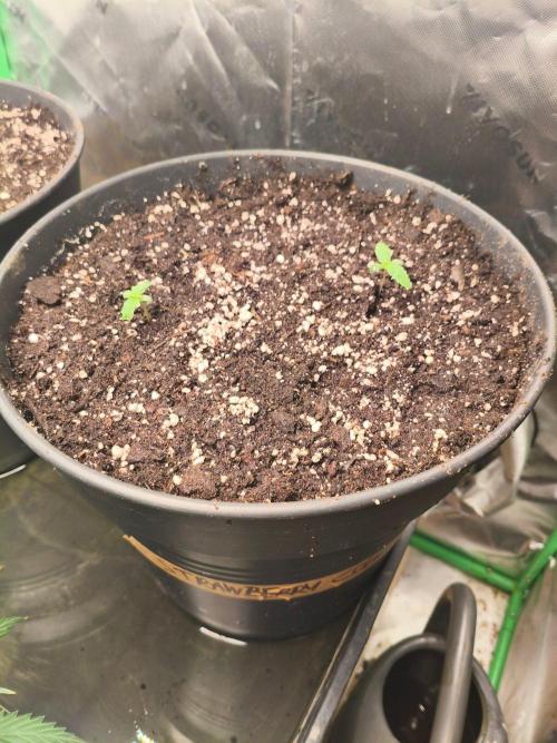 StrawberryCoughAuto. Week 1 - 12L pot - 02.09.