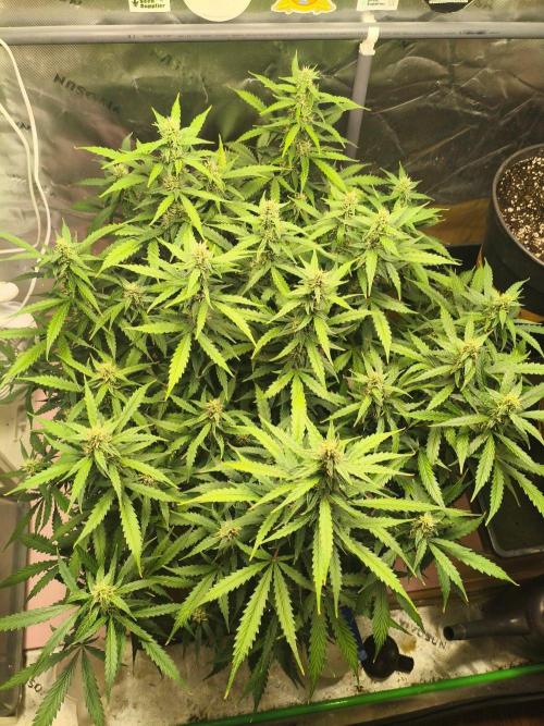 Pineapple Slush XL Auto. Week 7