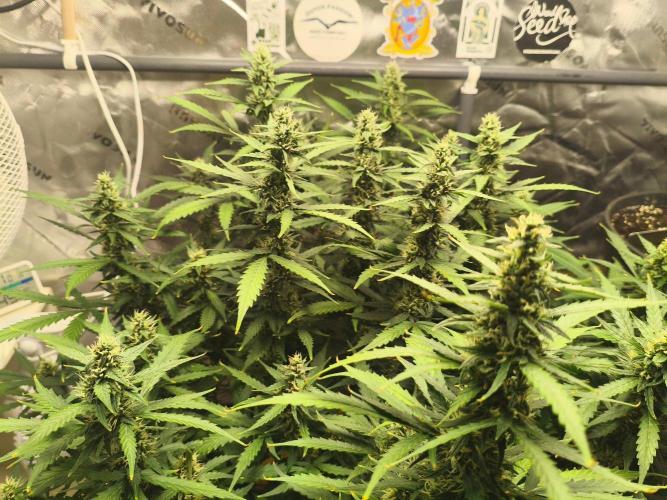 PineappleSlushAuto. Week 8