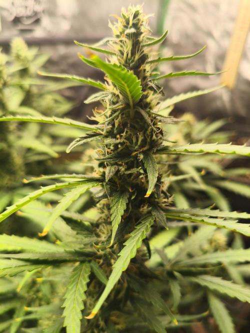 Pineapple Slush XL Auto. Week 8
