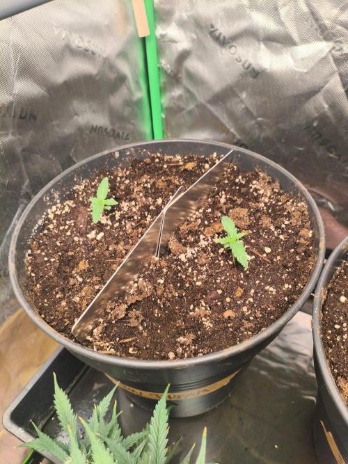P2500. Week 2