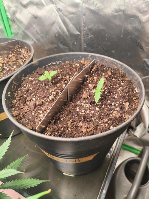 Strawberry Cough Auto. Week 2