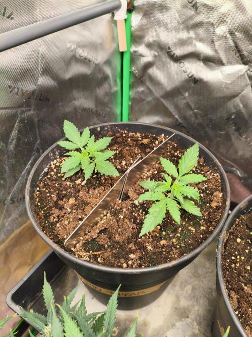 TangerineDreamAuto #2. Week 2 - 09.09.