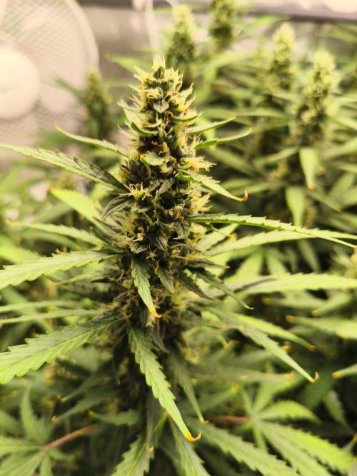 PineappleSlushAuto. Week 8