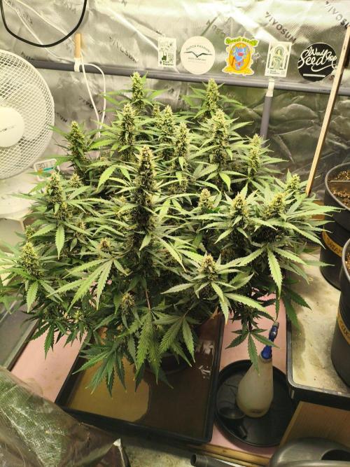 PineappleSlushAuto. Week 8 - 09.09.