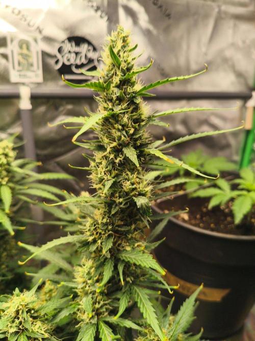 PineappleSlushAuto. Week 9 - nice^^