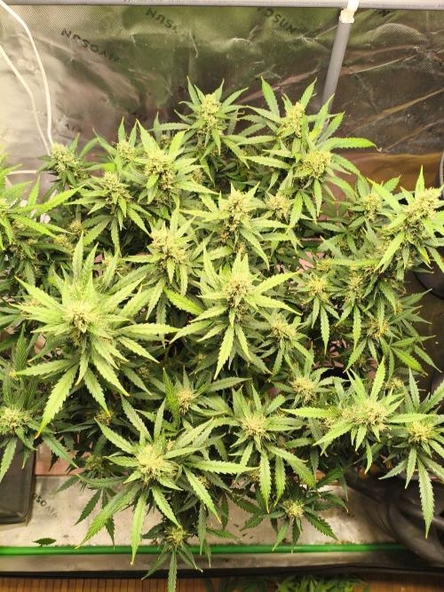PineappleSlushAuto. Week 9 - a lot buds 