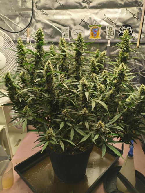 PineappleSlushAuto. Week 9 - 11.09