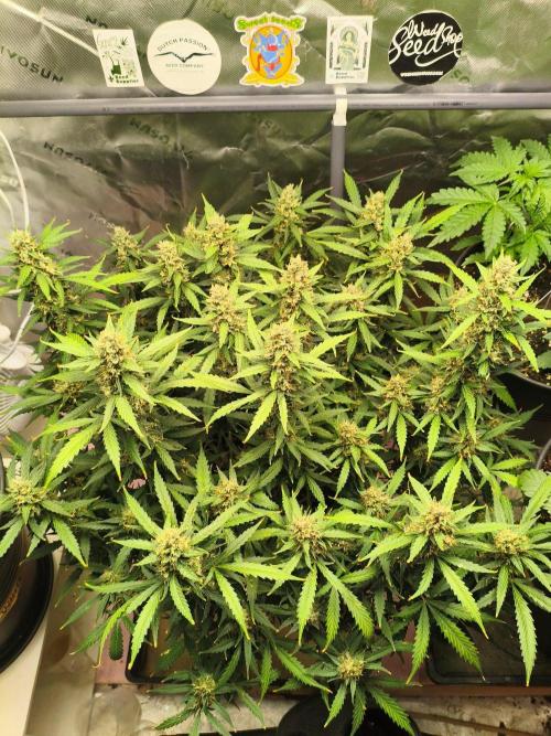 PineappleSlushAuto. Week 9 - how much weed you will get?  YES 