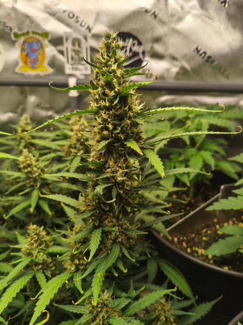 PineappleSlushAuto. Week 9 - i like it a lot