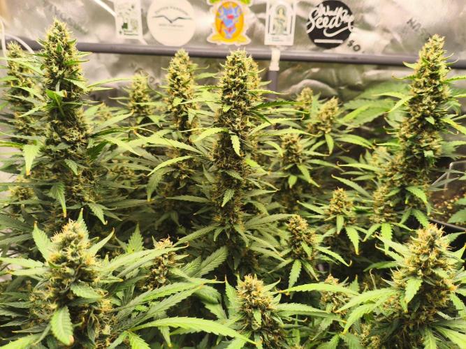PineappleSlushAuto. Week 9