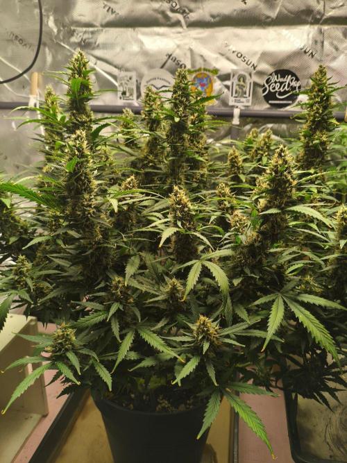 PineappleSlushAuto. Week 9 - 16.09