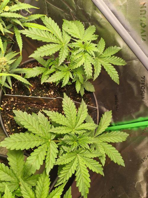 TangerineDreamAuto #2. Week 3 - 16.09