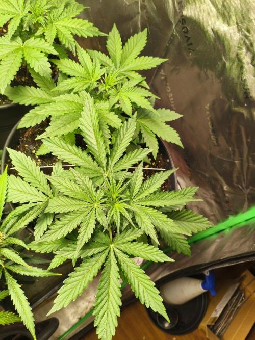 StrawberryCoughAuto. Week 3 - 16.09.