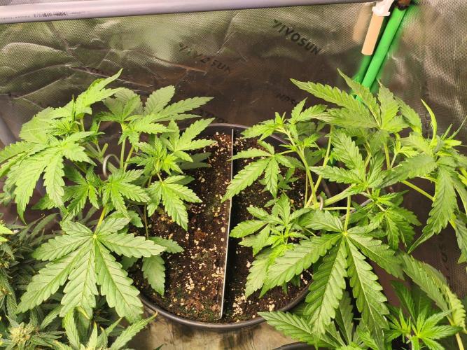TangerineDreamAuto #2. Week 4 - LST 