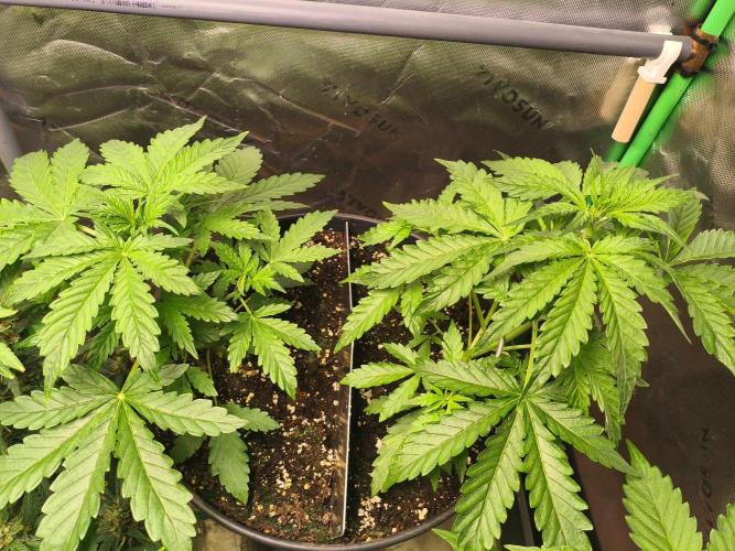 TangerineDreamAuto #2. Week 4 - 19.09.