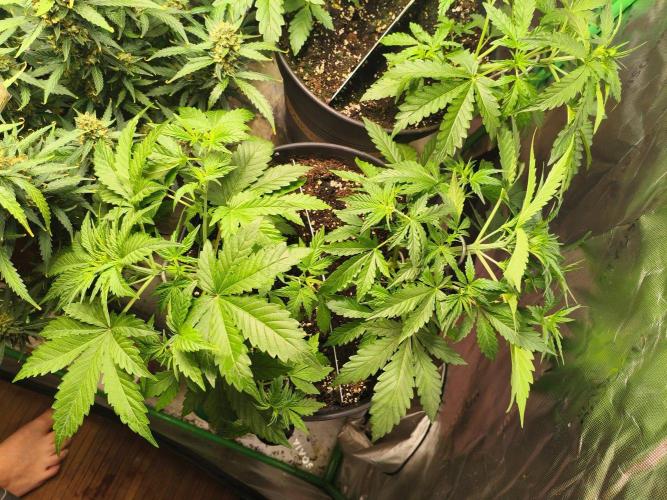 StrawberryCoughAuto. Week 4 - LST