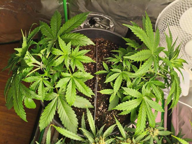 WhiteWidowAuto F1. Week 4 - LST