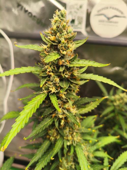 Pineapple Slush XL Auto. Week 10