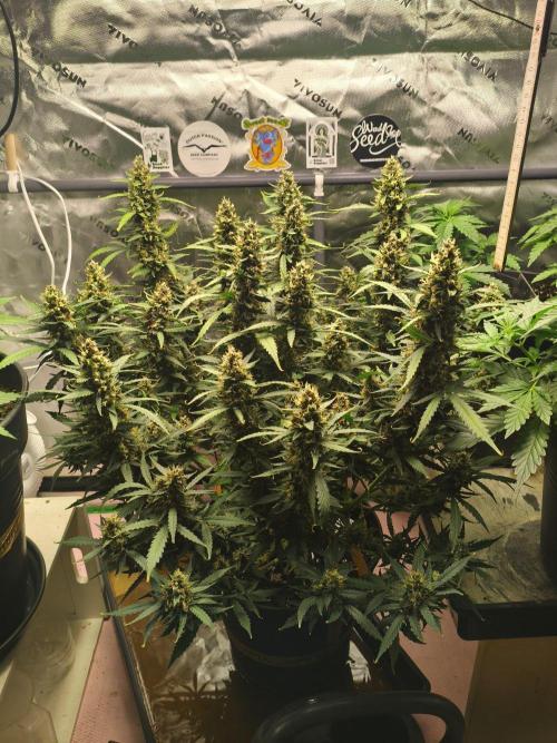 PineappleSlushAuto. Week 10 - 19.09.
