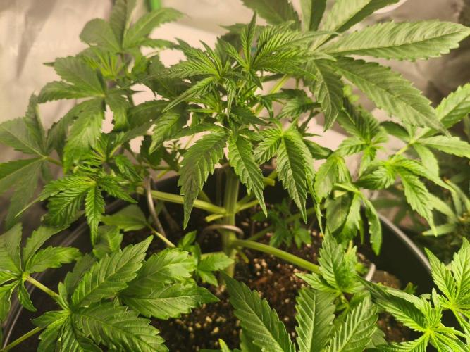 WhiteWidowAuto F1. Week 4 - LST/TOPPING