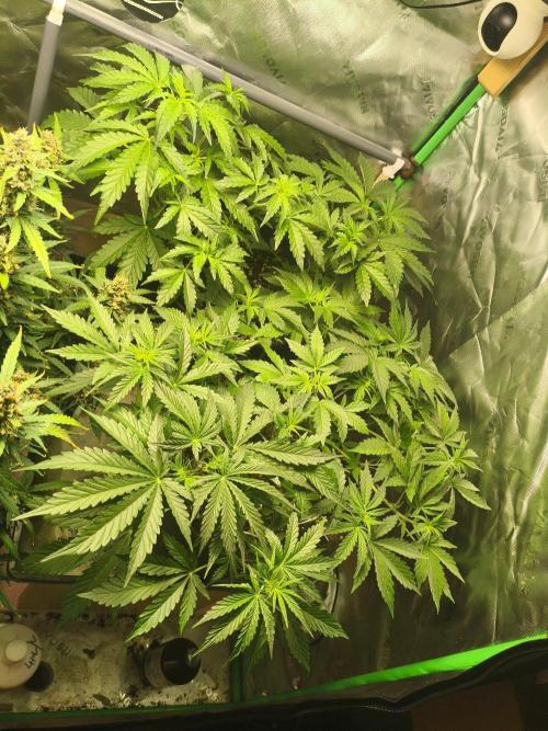 StrawberryCoughAuto. Week 4 - FRONT