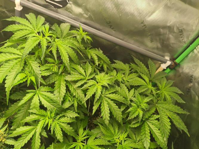 TangerineDreamAuto #2. Week 4 - 22.09.